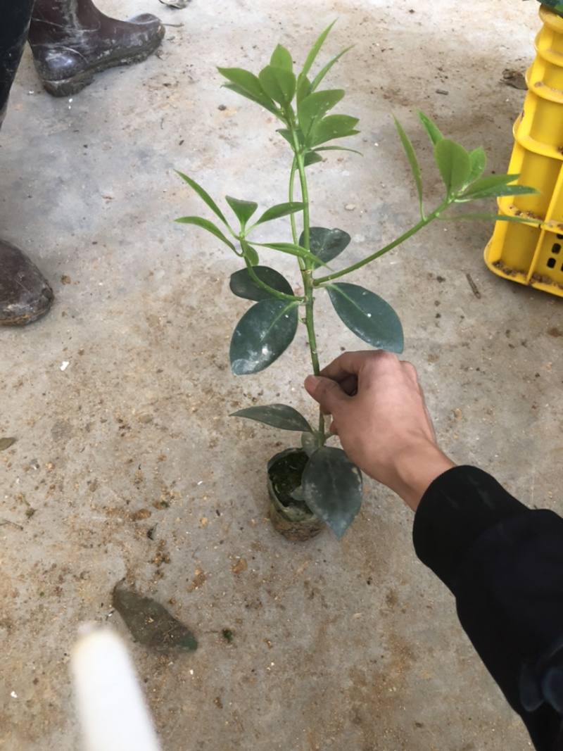古龙精英嫁接苗12元