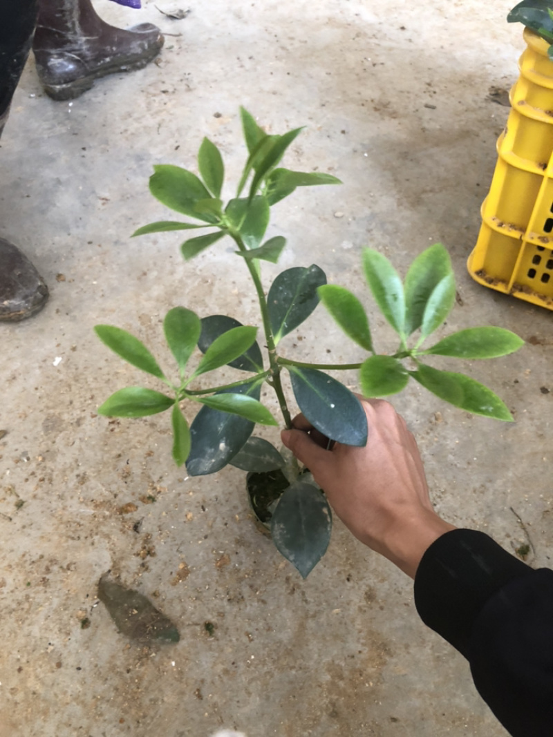古龙精英嫁接苗12元