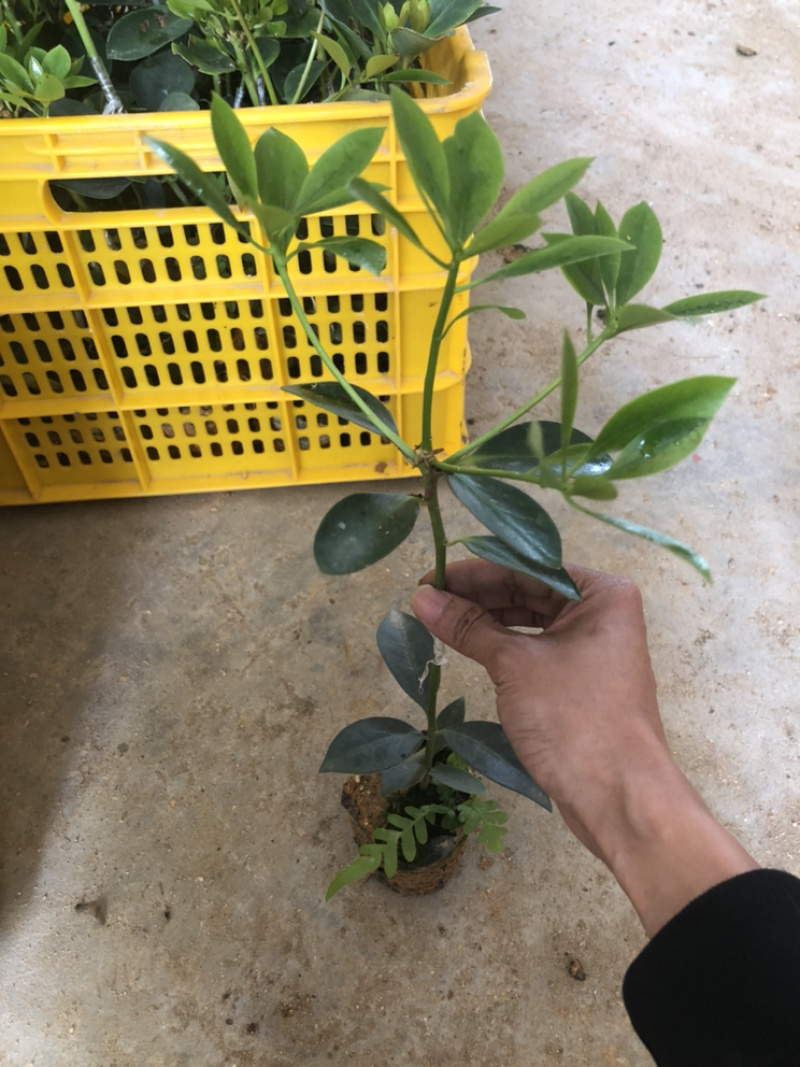 古龙精英嫁接苗12元