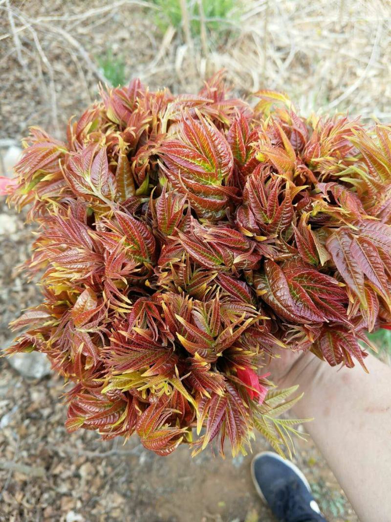 山东露天香椿芽，非大棚，色泽鲜艳，秀色可餐