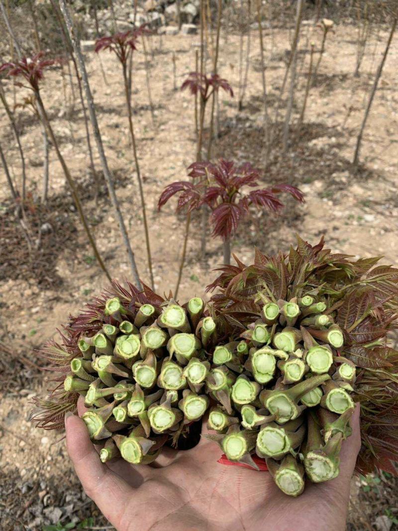 山东露天香椿芽，非大棚，色泽鲜艳，秀色可餐