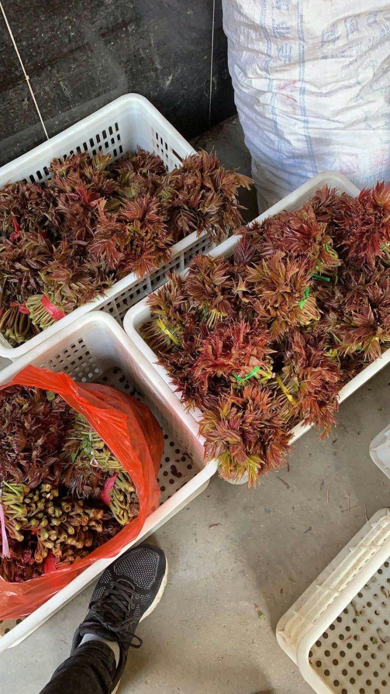 山东露天香椿芽，非大棚，色泽鲜艳，秀色可餐