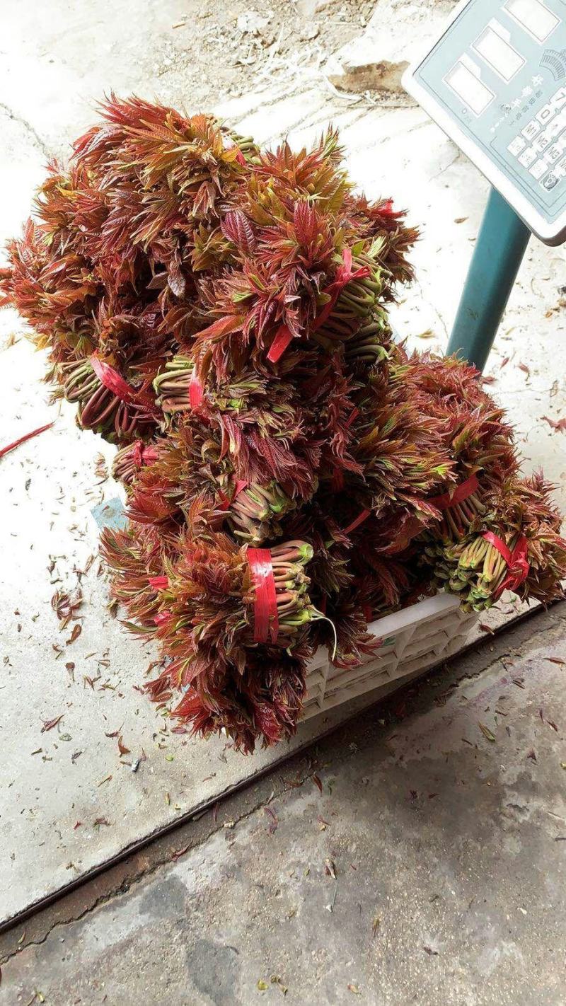 山东露天香椿芽，非大棚，色泽鲜艳，秀色可餐