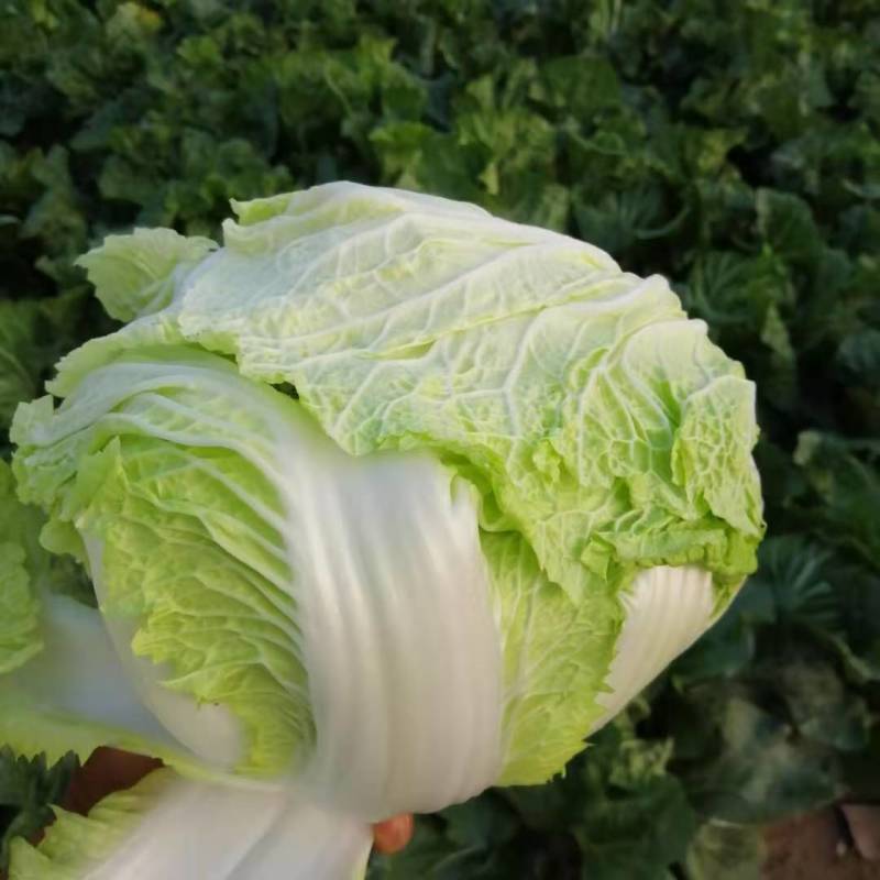 大白菜，通许库存新乡小包大白菜，产地直发，一手货源