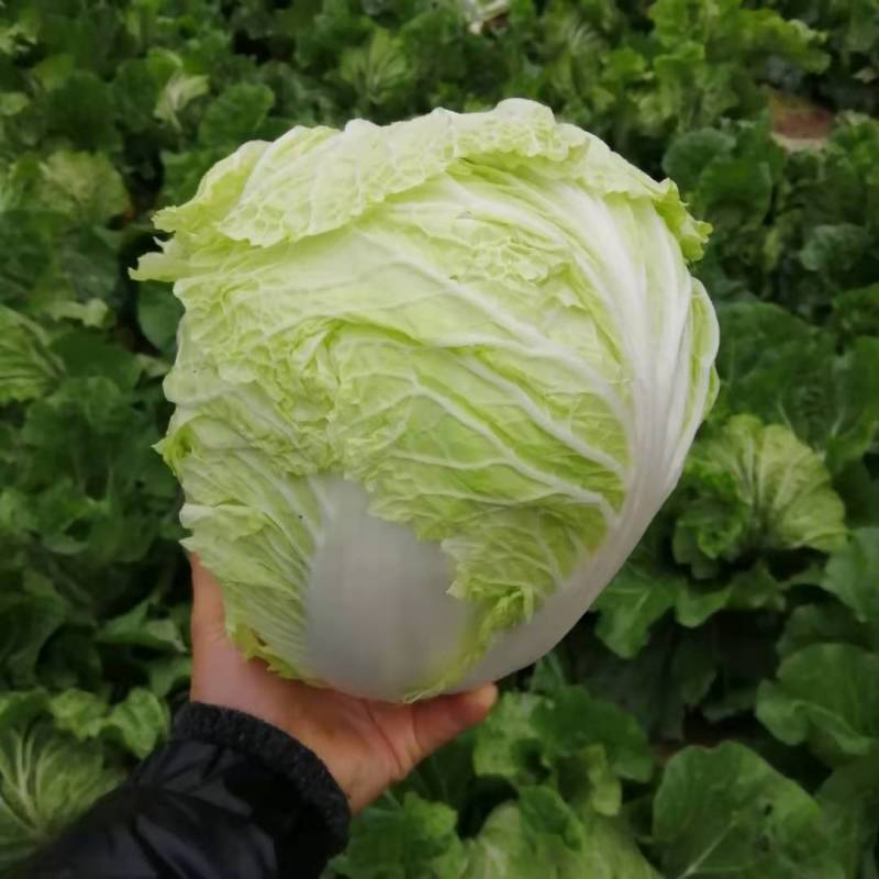 大白菜，通许库存新乡小包大白菜，产地直发，一手货源