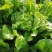 大白菜，通许库存新乡小包大白菜，产地直发，一手货源