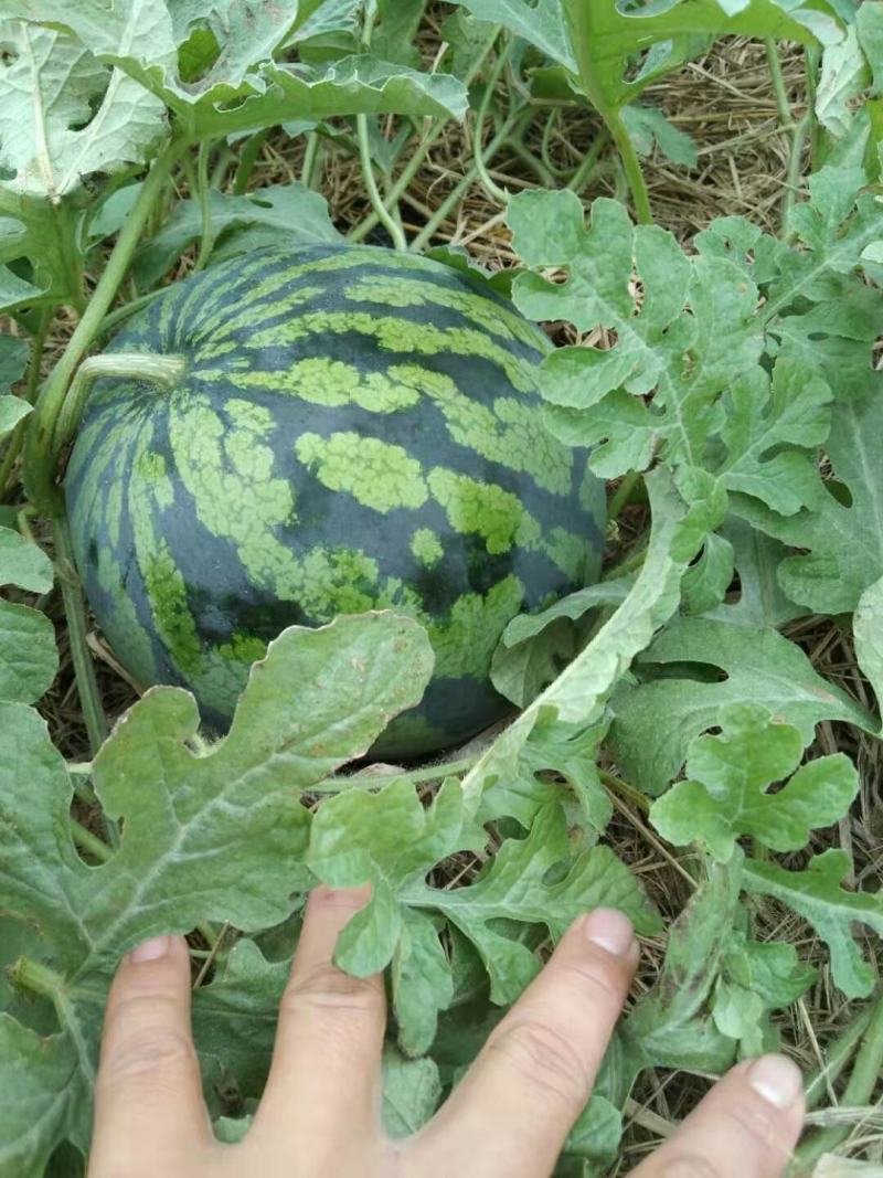 甜王西瓜，，大量有货上市