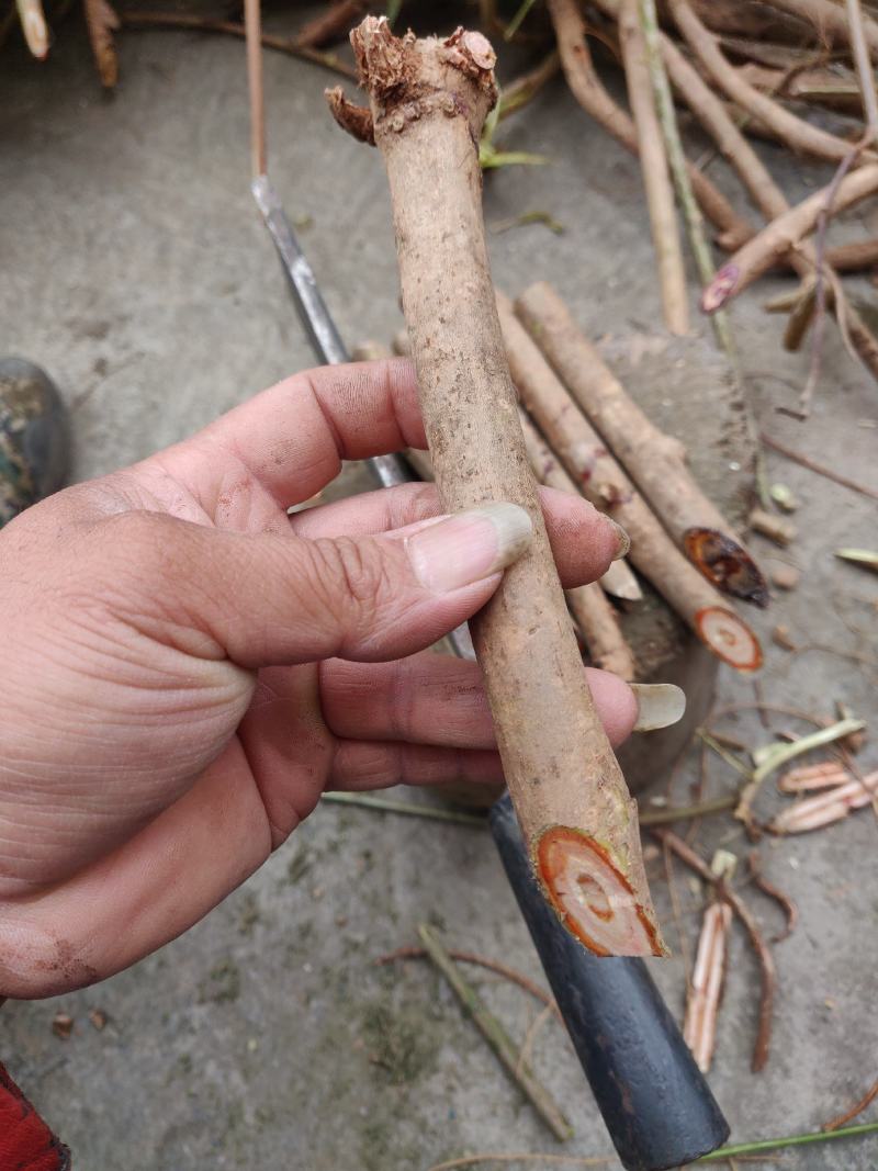 鸡血藤苗枝大量回收正宗广西鸡血藤