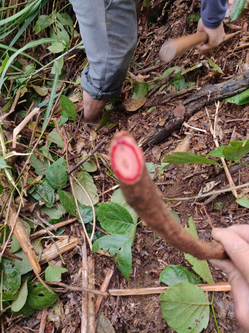 鸡血藤苗枝大量回收正宗广西鸡血藤