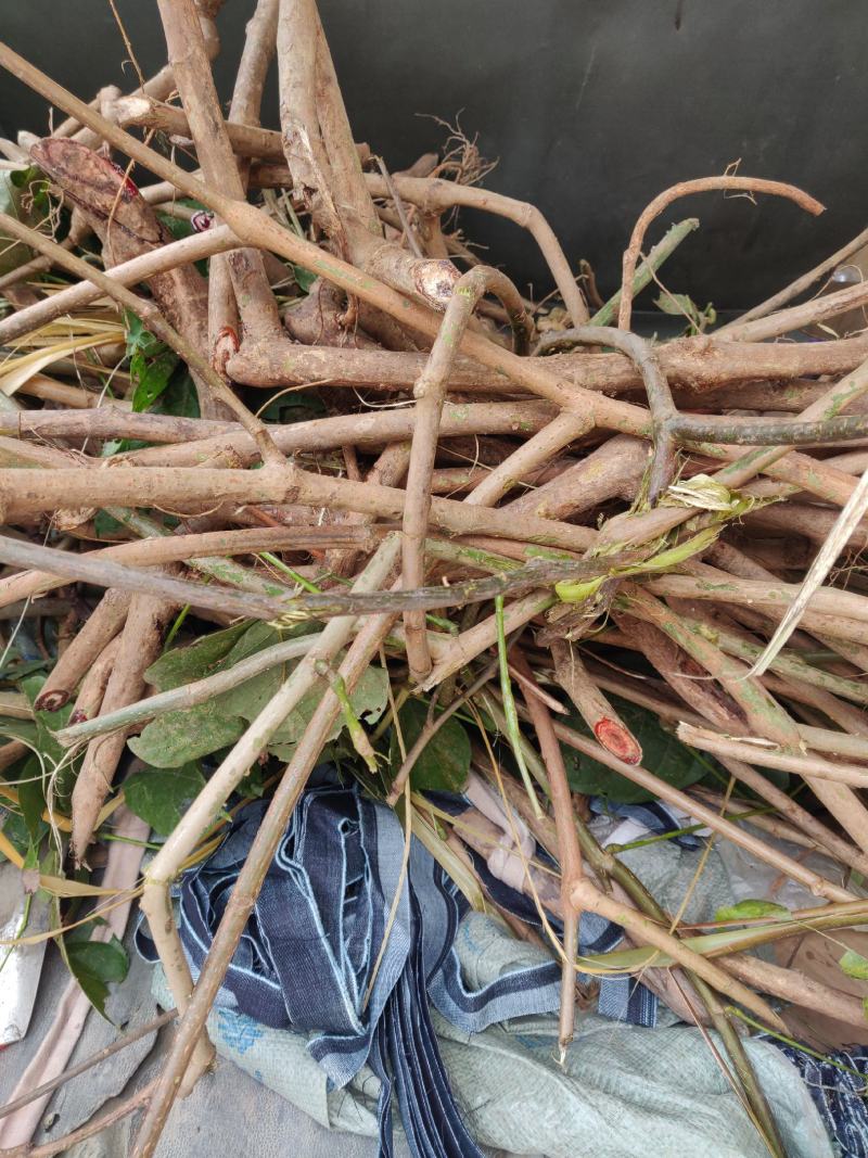 鸡血藤苗枝大量回收正宗广西鸡血藤