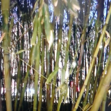 竹类植物绿化苗圃销售：量大从优。
