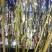 竹类植物绿化苗圃销售：量大从优。