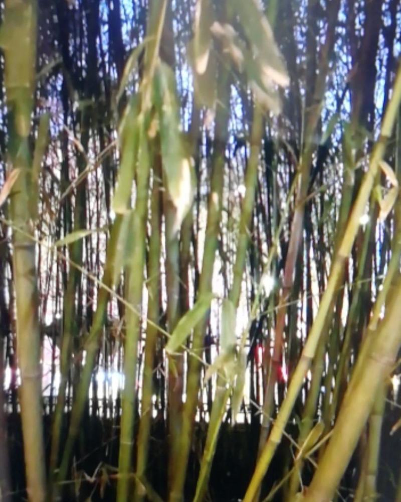 竹类植物绿化苗圃销售：量大从优。