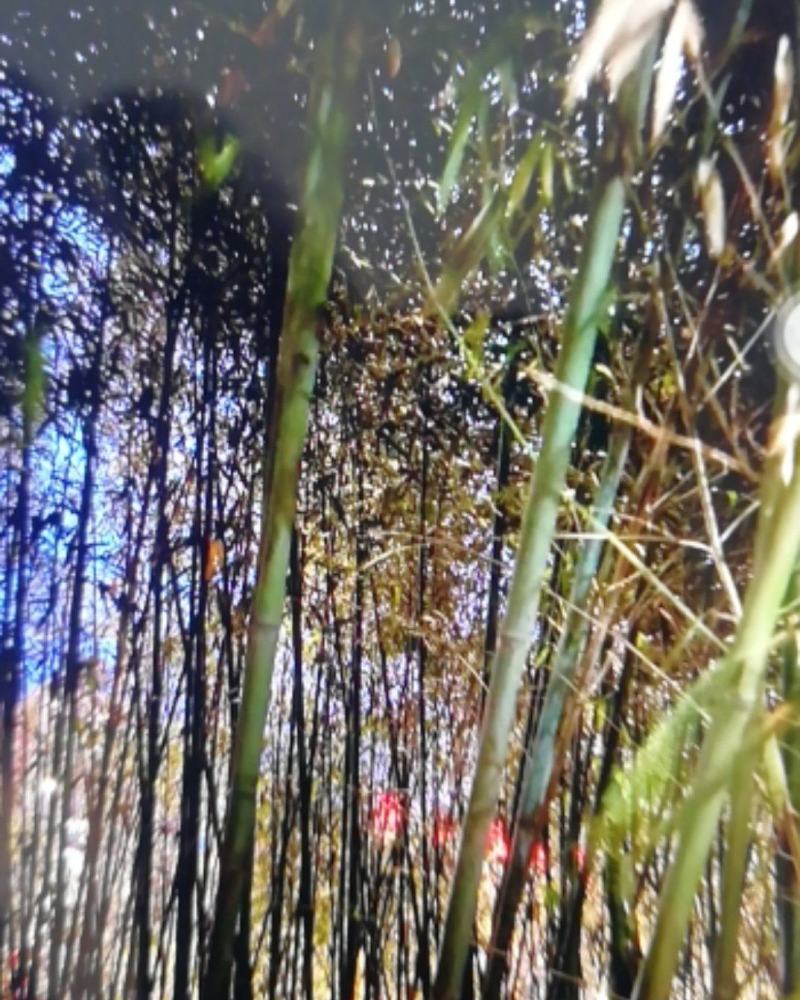 竹类植物绿化苗圃销售：量大从优。