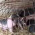原种陆川猪苗小花猪唐猪种猪产地直供一件代发