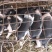 原种陆川猪苗小花猪唐猪种猪产地直供一件代发