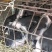 原种陆川猪苗小花猪唐猪种猪产地直供一件代发