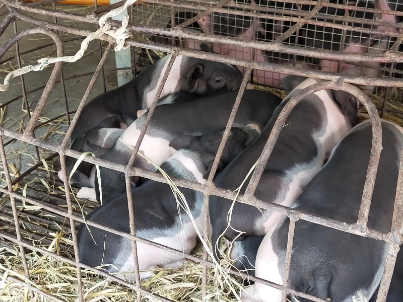 原种陆川猪苗小花猪唐猪种猪产地直供一件代发