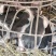原种陆川猪苗小花猪唐猪种猪产地直供一件代发