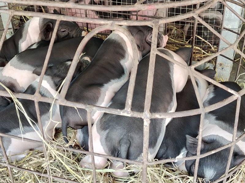 原种陆川猪苗小花猪唐猪种猪产地直供一件代发