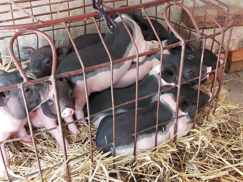 原种陆川猪苗小花猪唐猪种猪产地直供一件代发