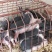 原种陆川猪苗小花猪唐猪种猪产地直供一件代发