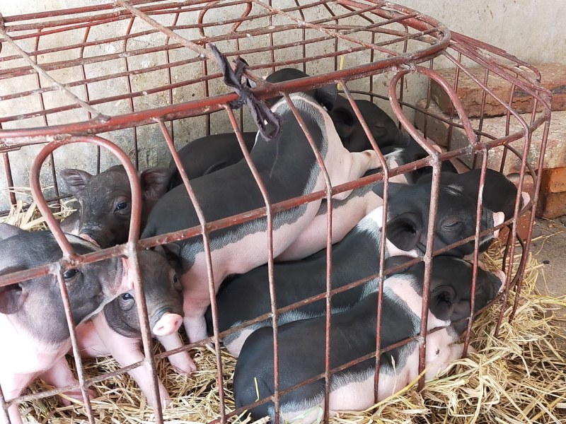 原种陆川猪苗小花猪唐猪种猪产地直供一件代发