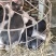 原种陆川猪苗小花猪唐猪种猪产地直供一件代发