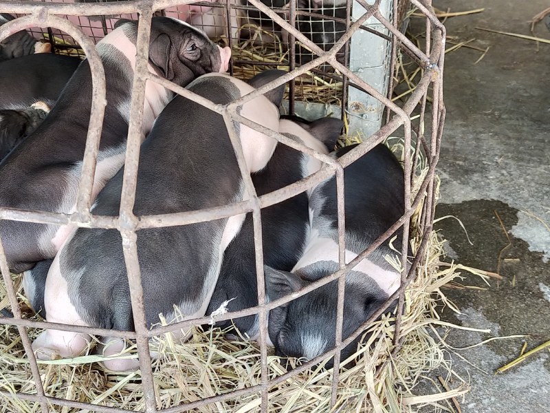 原种陆川猪苗小花猪唐猪种猪产地直供一件代发