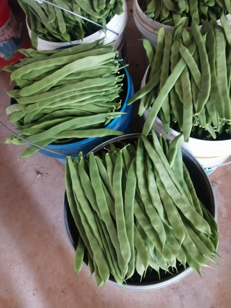 芸豆精品芸豆大量有货商河基地芸豆上货快
