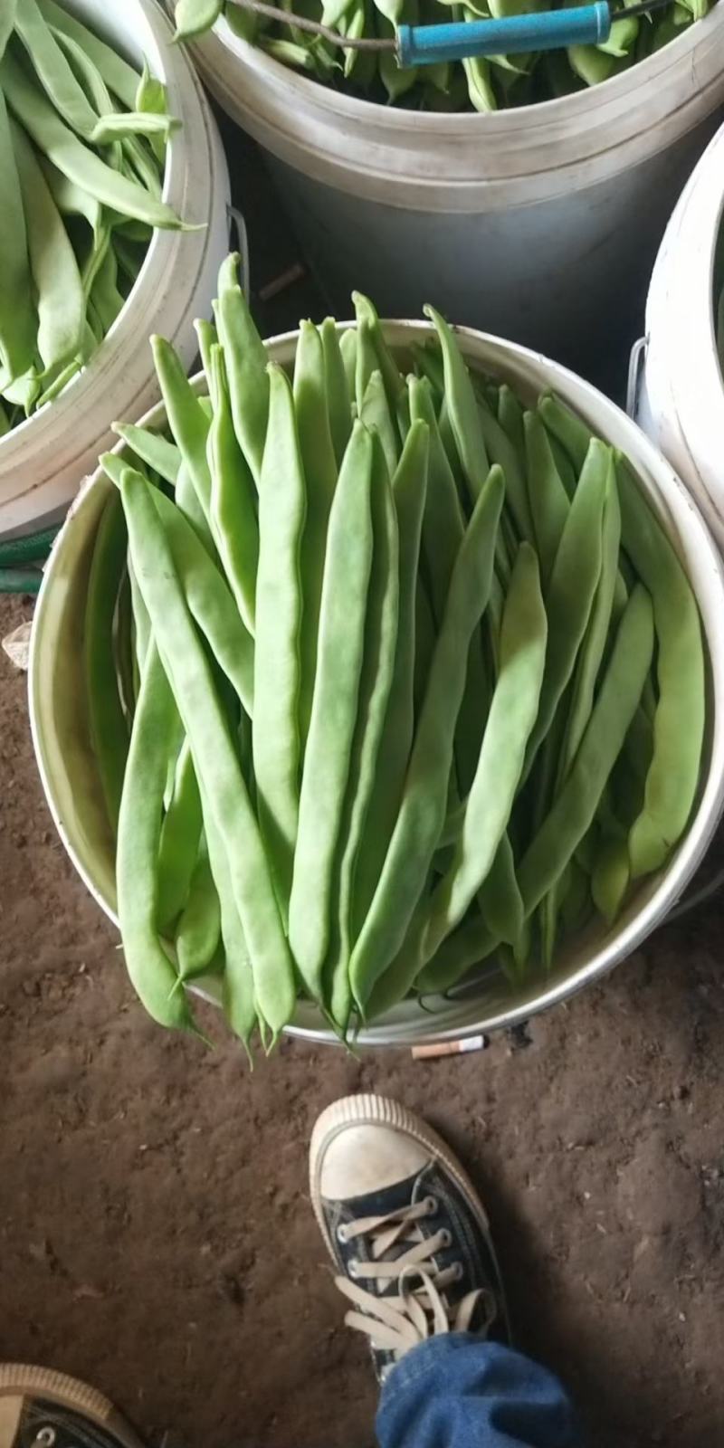 芸豆精品芸豆大量有货商河基地芸豆上货快