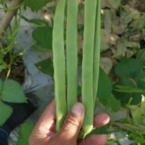 芸豆精品芸豆大量有货商河基地芸豆上货快