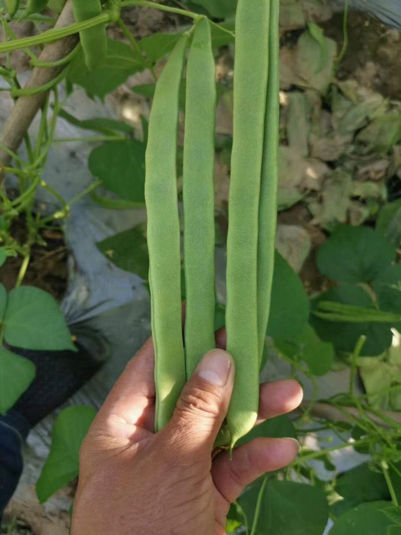 芸豆精品芸豆大量有货商河基地芸豆上货快
