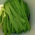 芸豆精品芸豆大量有货商河基地芸豆上货快
