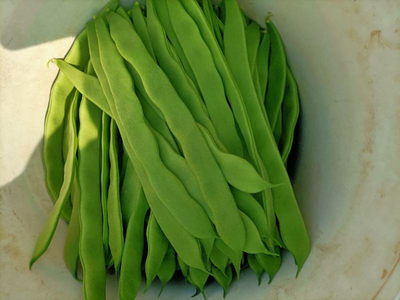 芸豆精品芸豆大量有货商河基地芸豆上货快