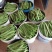 芸豆精品芸豆大量有货商河基地芸豆上货快
