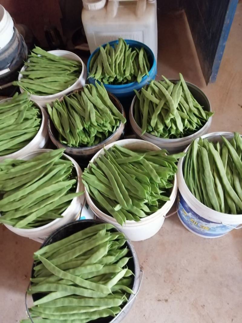 芸豆精品芸豆大量有货商河基地芸豆上货快