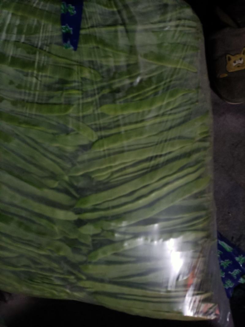 芸豆精品芸豆大量有货商河基地芸豆上货快