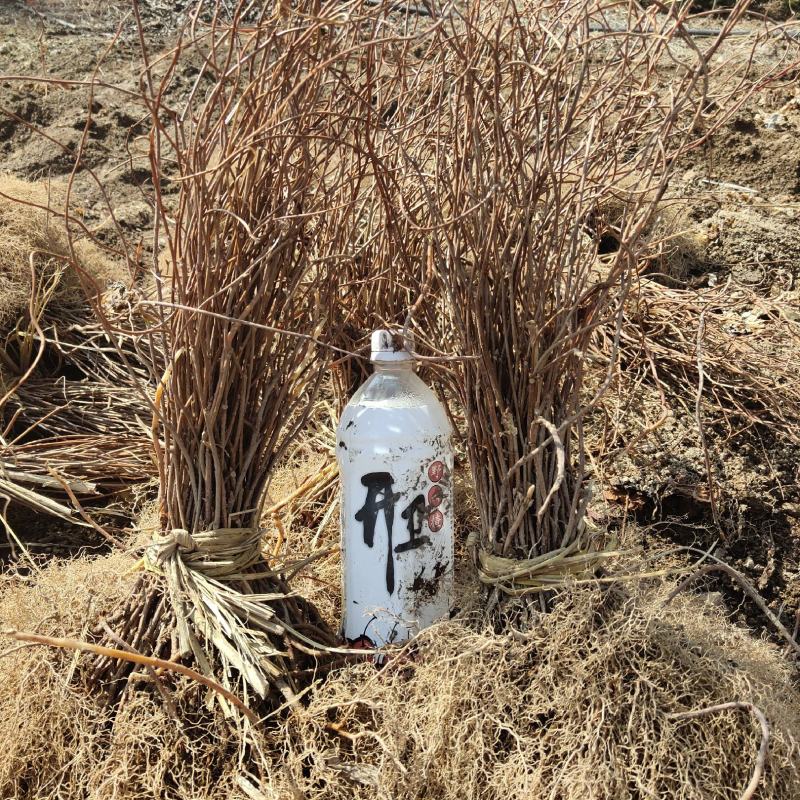 五味子苗苗农优选品种，紧密长串，大果油籽，包邮到家