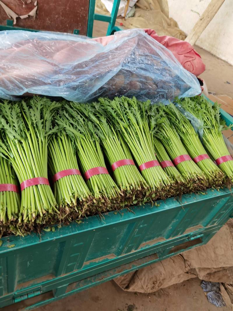 茼蒿精品小把茼蒿质量好价格优产地直发欢迎来电订购