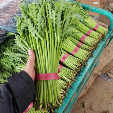 茼蒿精品小把茼蒿质量好价格优产地直发欢迎来电订购