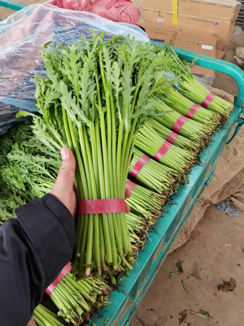 茼蒿精品小把茼蒿质量好价格优产地直发欢迎来电订购