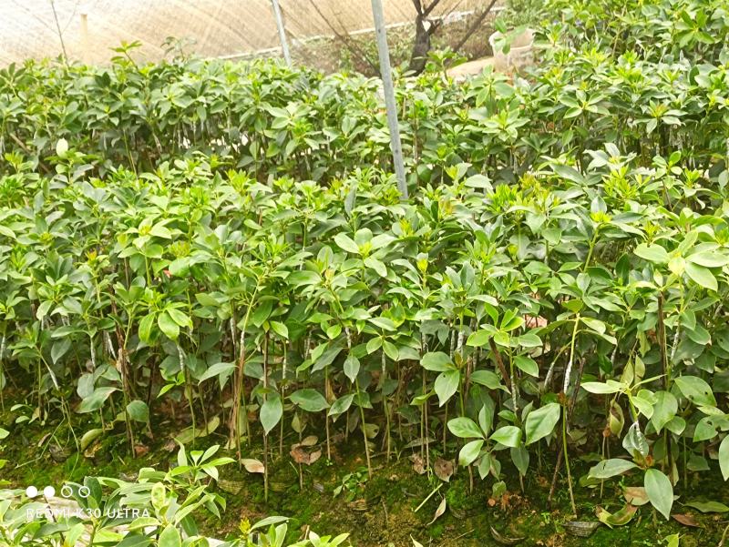 大红八角品种陈平嫁接树苗长果快八角大颜色好看