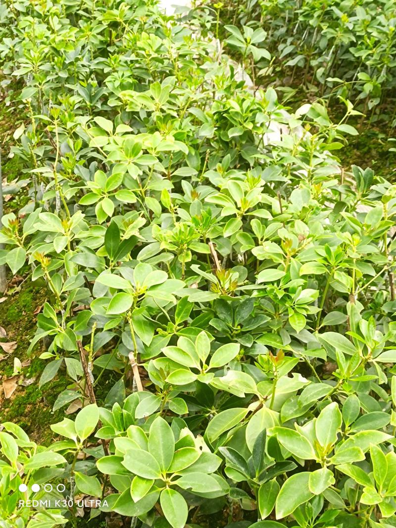 大红八角品种陈平嫁接树苗长果快八角大颜色好看