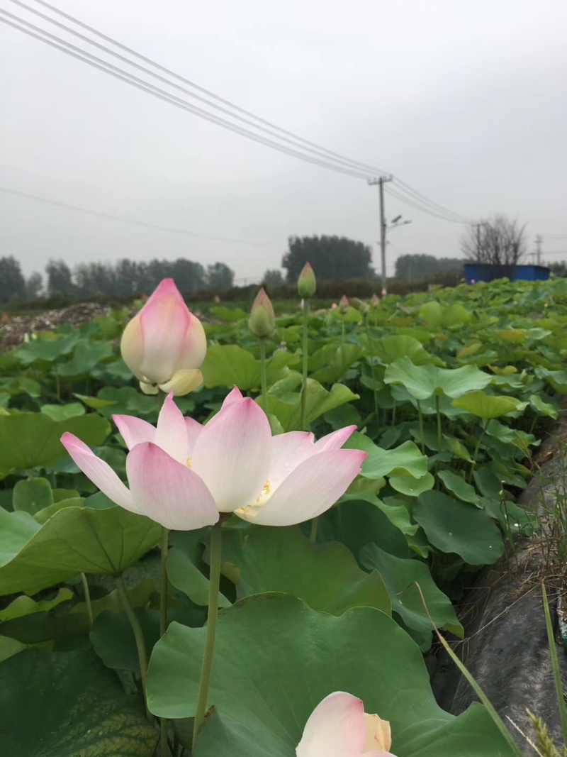 出售荷花种藕当年开花生长速度快