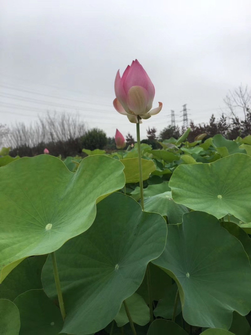 出售荷花种藕当年开花生长速度快