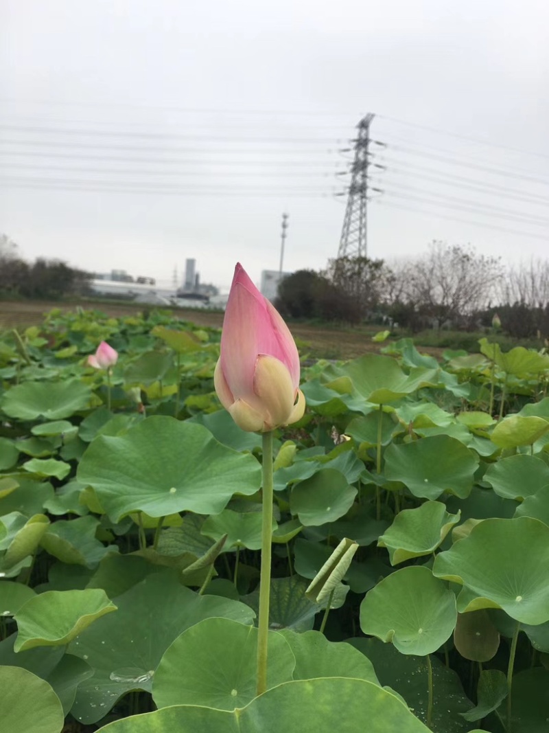 出售荷花种藕当年开花生长速度快