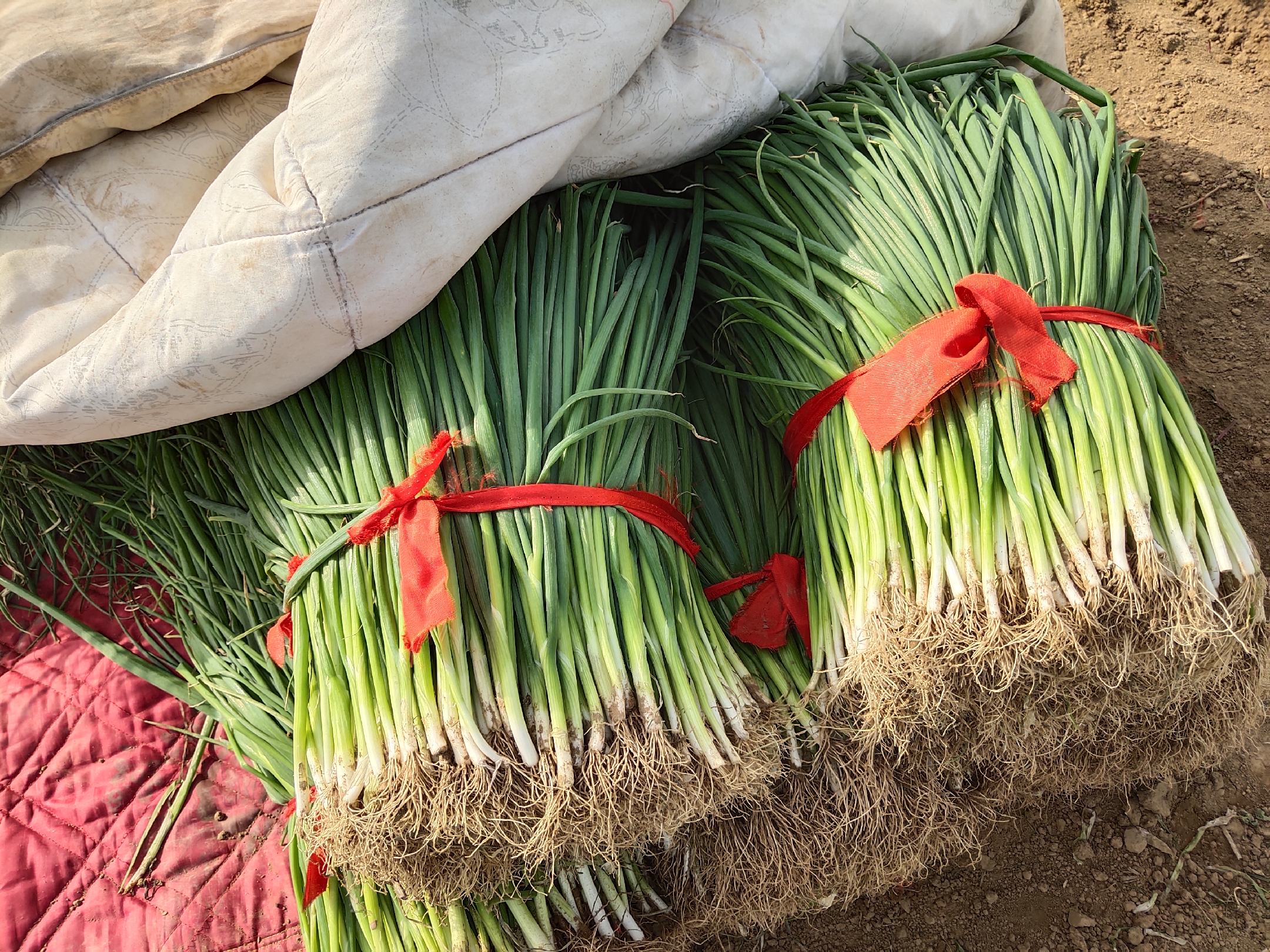 葱类销售趋势图