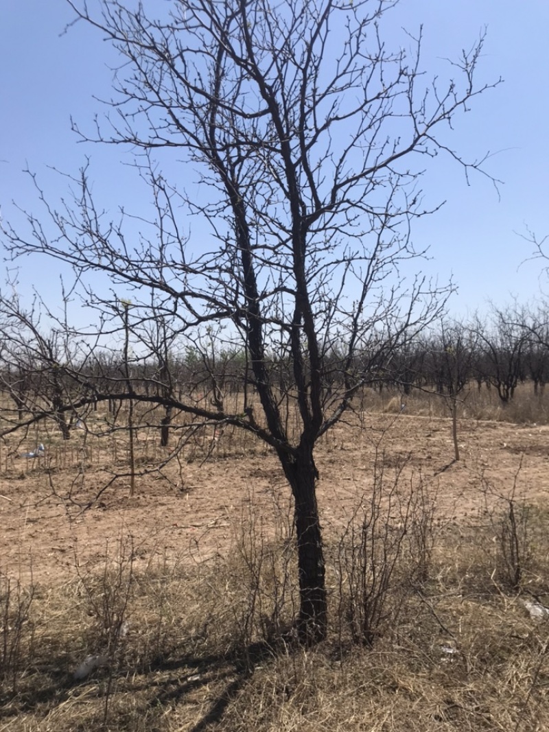 金丝小枣树占地枣树，枣苗
