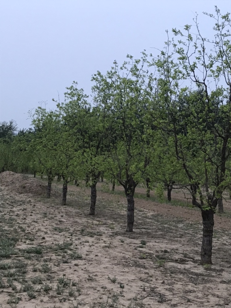 金丝小枣树占地枣树，枣苗